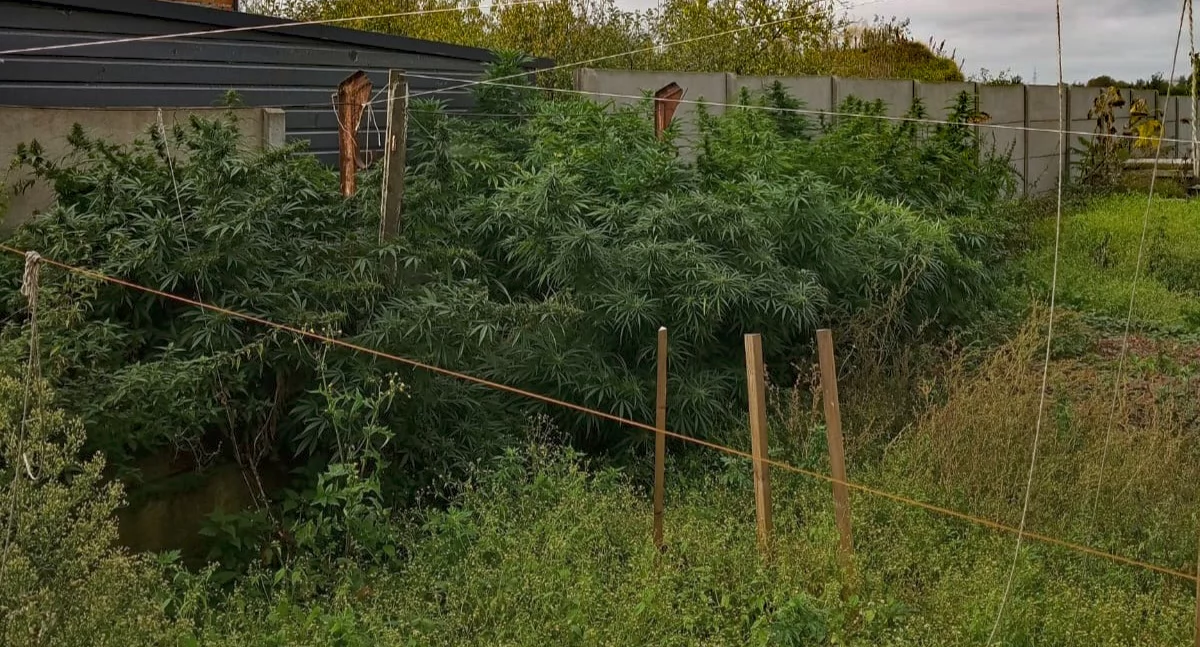 Zdjęcie przedstawia nielegalną plantancję konopii indyjskich