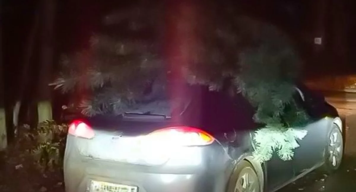 Zdjęcie przedstawia choinkę na dachu samochodu po nielegalnej wycince