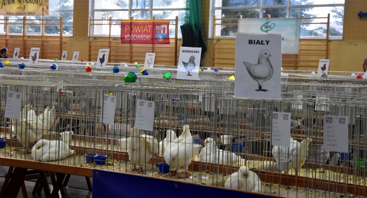 Zdjęcie przedstawia gołebie na wystawie w Nietążkowie