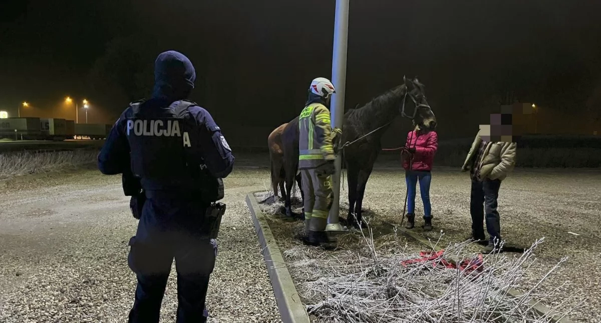 Zdjęcie przedstawia zatrzymanego konia