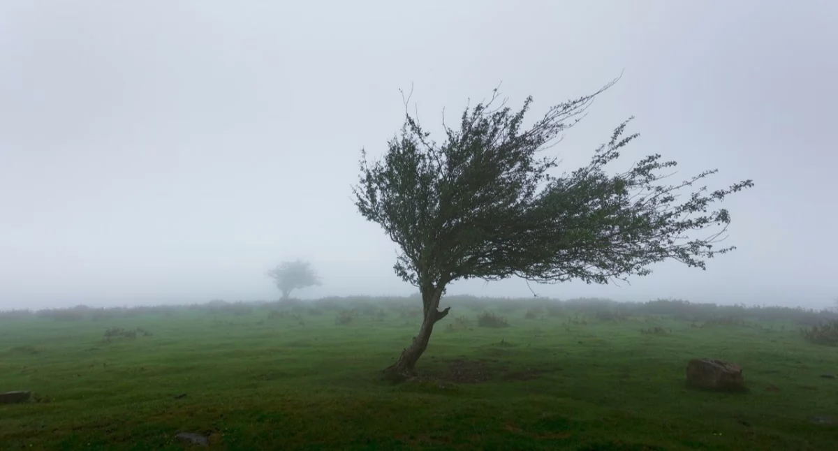Alerty pogodowe, Silny wiatr ostrzega! - zdjęcie, fotografia
