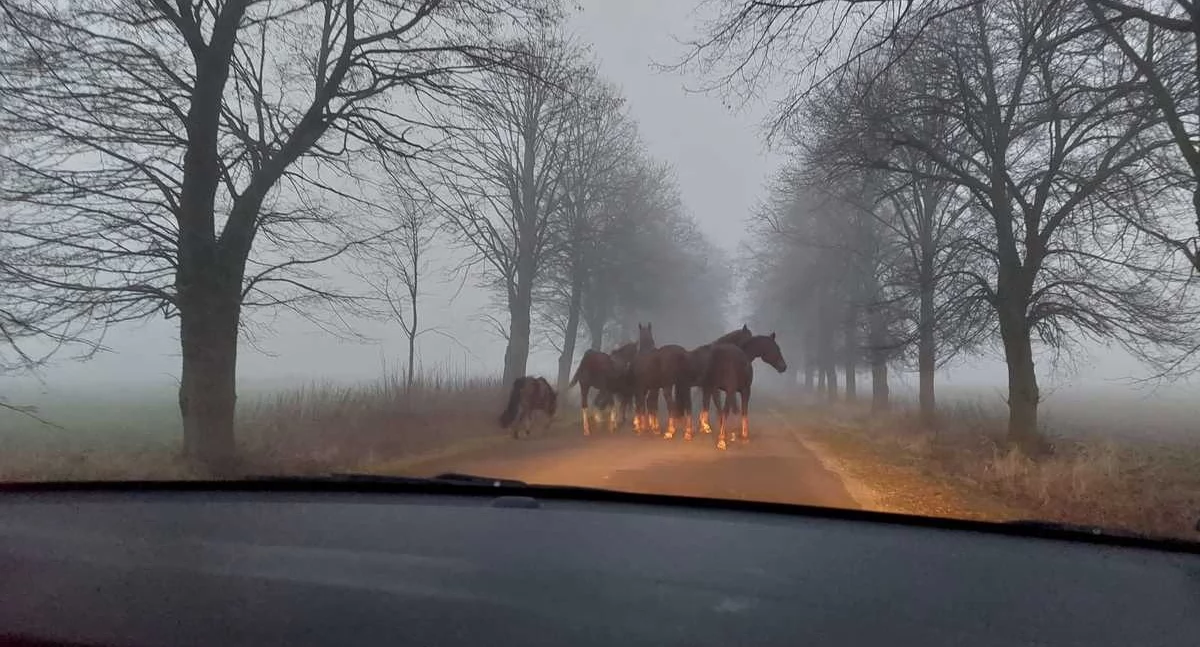 Zdjęcie przedstawia konie na drodze