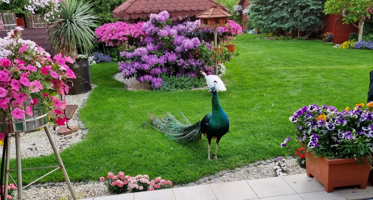 Ciekawi ludzie i ich pasje, Ogródek Wiesławy Wiśniewskiej - zdjęcie, fotografia