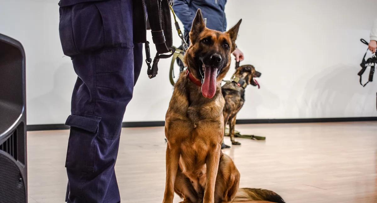 Komunikaty policji, Szkolenie przewodników psów służbowych Nietążkowie [ZDJĘCIA] - zdjęcie, fotografia
