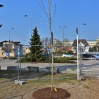 zdjęcie nr 15