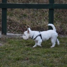 Charytatywne morsowanie w Cichowie (4)