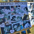 zdjęcie nr 11