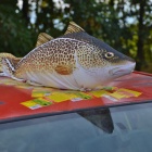 zdjęcie nr 9
