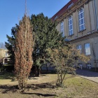 Dęby przy liceum (1)
