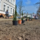 Sadzili rośliny przed urzędem (5)