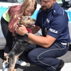 Uratowany pies adoptowany przez policjanta (5)
