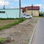 zdjęcie nr 11