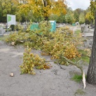Powalone drzewa w Kościanie (4)