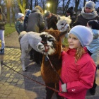 zdjęcie nr 28