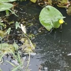 Przyducha