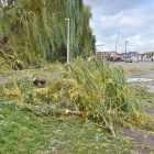 Powalone drzewa w Kościanie (1)