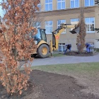 Dęby przy liceum (5)