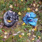 Skatowany pies (2)