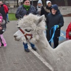 zdjęcie nr 11