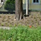 Rośliny nie przeżyły. Potrzebne uzupełnienia (4)