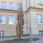 Dęby przy liceum (3)