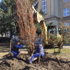 Dęby przy liceum (4)