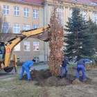 Dęby przy liceum