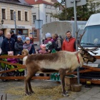 zdjęcie nr 22